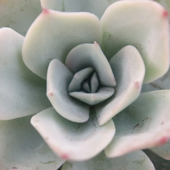 Projet étudiant Flori Bio