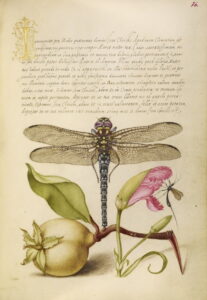 Dragonfly, Pear, Carnation, and Insect in Mira Calligraphiae Monumenta, 1561–62, illumination added 1591–96, Joris Hoefnagel (illuminator) and Georg Bocskay (scribe). Watercolors, gold and silver paint, and ink on parchment, 6 9/16 x 4 7/8 in. The J. Paul Getty Museum, Ms. 20, fol. 76