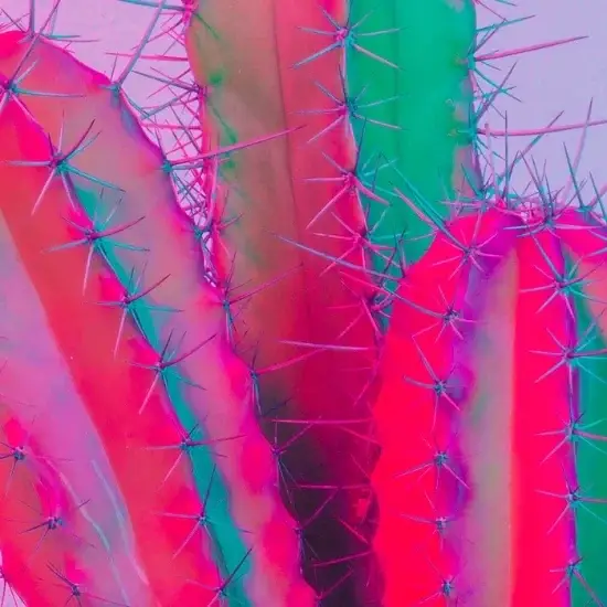 Cactus fluorescent.